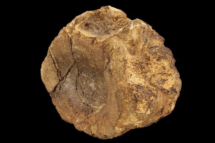 Plesiosaur (Colymbosaurus) Vertebra - England #94366